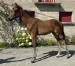 Foal-Opale-du-coignet-3