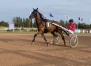 Recherche-chevaux-0