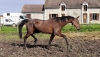 vds-future-pouliniere-(L)-soeur-uterine-de-Gaz-d-occagnes-(303350e)--up-the-green-(399190e)-ect--5