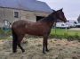 vds-future-pouliniere-(L)-soeur-uterine-de-Gaz-d-occagnes-(303350e)--up-the-green-(399190e)-ect--4