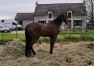 vds-future-pouliniere-(L)-soeur-uterine-de-Gaz-d-occagnes-(303350e)--up-the-green-(399190e)-ect--3