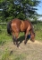 vds-future-pouliniere-(L)-soeur-uterine-de-Gaz-d-occagnes-(303350e)--up-the-green-(399190e)-ect--2
