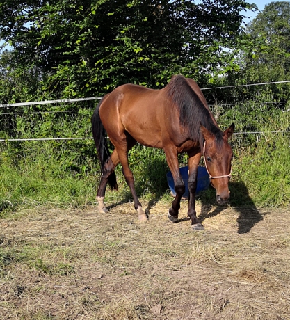vds-future-pouliniere-(L)-soeur-uterine-de-Gaz-d-occagnes-(303350e)--up-the-green-(399190e)-ect--1