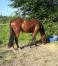 vds-future-pouliniere-(L)-soeur-uterine-de-Gaz-d-occagnes-(303350e)--up-the-green-(399190e)-ect----6