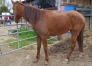 CEDE-JEUNE-POULINIERE-(J)-saillie-par-TIEGO-D-ETANG-0