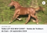 Yearling-CARAT-WILLIAMS-0