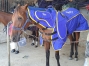 Physiotherapie-equin-prof-0