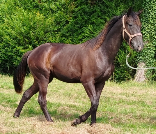 Vends-Yearling-male-ne-en-2022-1