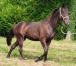 Vends-Yearling-male-ne-en-2022-1