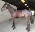 Vends-Yearling-male-ne-en-2022-0