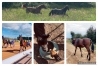Recherche-profils-de-chevaux-0