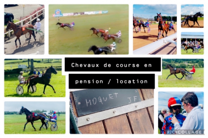 Recherche-chevaux-de-courses--debourrage-et-remise-en-forme-2