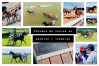 Recherche-chevaux-de-courses--debourrage-et-remise-en-forme-2