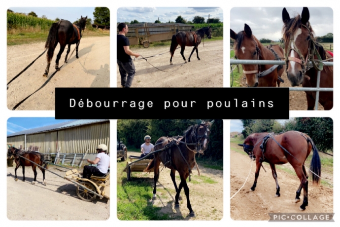 Recherche-chevaux-de-courses--debourrage-et-remise-en-forme-1