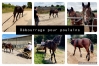 Recherche-chevaux-de-courses--debourrage-et-remise-en-forme-1
