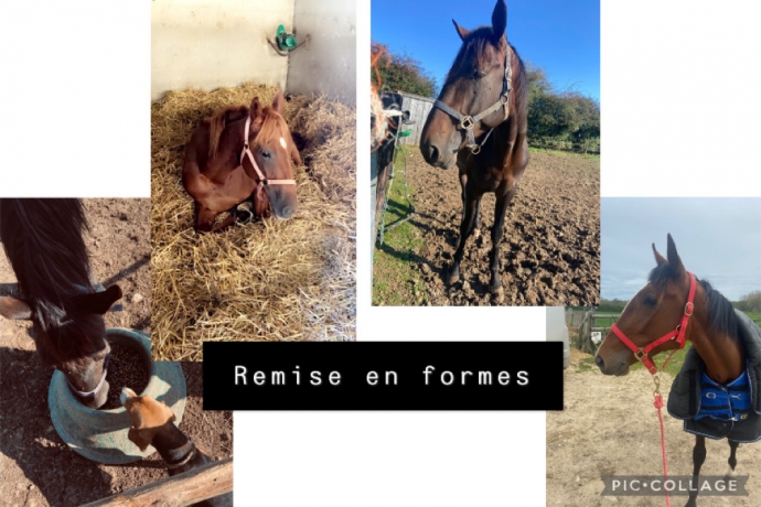 Recherche-chevaux-de-courses--debourrage-et-remise-en-forme-0