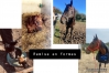 Recherche-chevaux-de-courses--debourrage-et-remise-en-forme-0