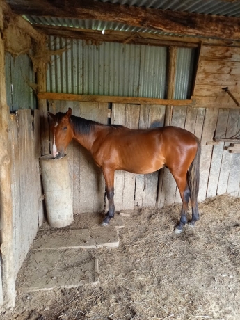 male-N-par-GOTLAND-0