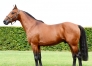 Propose-foal-sharing-Igrec-de-Celland-0
