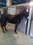 a-vendre-Janina-des-Touches-1’16-1