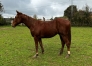 Poulain-N-1