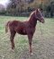 Foal-0