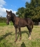 Foal-proche-famille-Hasard--Jutonniere-et-Kaviase-2