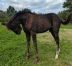 Foal-proche-famille-Hasard--Jutonniere-et-Kaviase-1