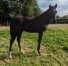 Foal-proche-famille-Hasard--Jutonniere-et-Kaviase-0