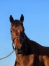 N-par-Rodrigo-Jet-et-mere-Brillantissime-1