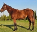 N-par-Rodrigo-Jet-et-mere-Brillantissime-0