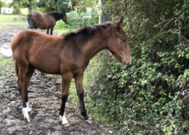 Foal-2024-par-INOUI-DANICA-et-HOLY-ROMAN-EMPRESS-0