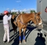 K-par-Atlas-de-Joudes-(-pere-de-mere-Orlando-Vici)-0