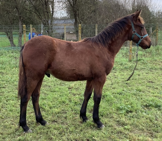 Foal-male-O-0