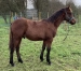 Foal-male-O-0