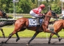 Saillie-etalon-Lutin-des-Bordes-(1re-annee-de-monte)-0