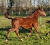 Vds-SUPERBE-MALE-par-ERIDAN-souche-maternelle-classique-0