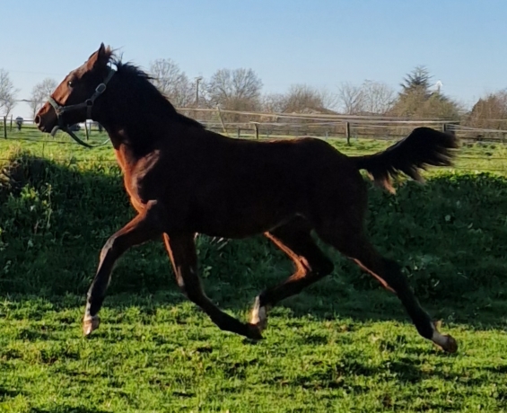 Vds-SUPERBE-FOAL-MALE-par-ERIDAN-souche-maternelle-classique-1