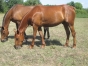 chevaux-au-repos-pension-pre-3