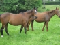 chevaux-au-repos-pension-pre-2