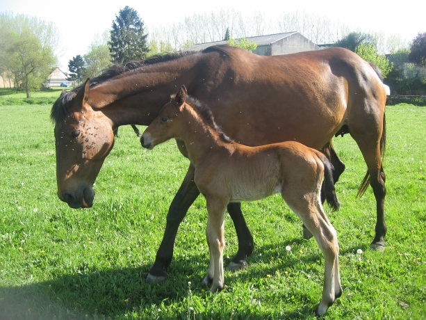 chevaux-au-repos-pension-pre-1