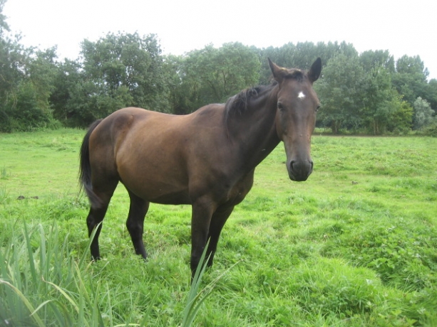 chevaux-au-repos-pension-pre-0