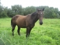 chevaux-au-repos-pension-pre-0