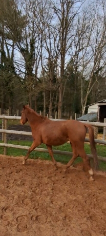 Poulain-M-0