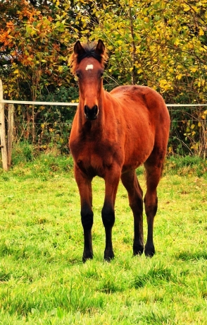 vds-foal-male-par-gu-d-heripre-0