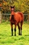 vds-foal-male-par-gu-d-heripre-0