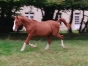 Vends-poulain-N-0