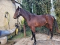 Poulain-L-1