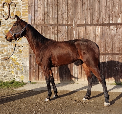 LUNA-CLEMAXELLE-a-reessayer-ou-pouliniere