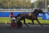 Vends-part-de-HOHNECK-(Royal-Dream--Caranca-par-Ready-Cash)-0